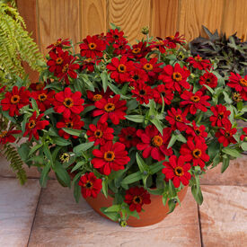Red Profusion, Zinnia Seeds